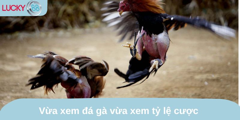 Vừa xem đá gà vừa xem tỷ lệ cược để quyết định thắng thua